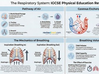IGCSE PE: The Respiratory System – Revision Suite