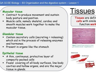 AQA GCSE BIOLOGY - B3.1: Tissues and Organs