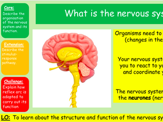 The human nervous system