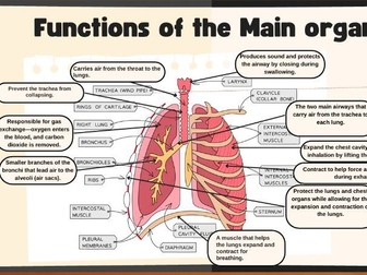 Respiratory system full lesson