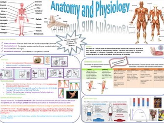 Anatomy and Physiology Organisers/Posters
