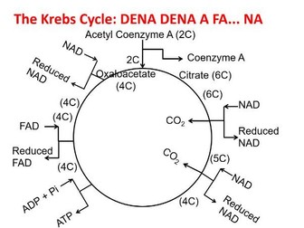 Link Reaction & Krebs Cycle