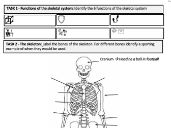 OCR GCSE Skeletal system worksheet