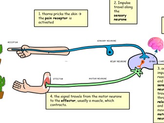 GCSE Biology: Homeostasis, negative feedback and the nervous system