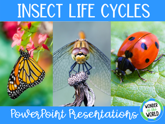 Insect Life Cycle PowerPoint Slide Shows KS2