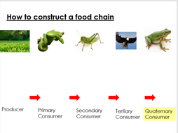 KS3 Lesson 1 - Food Chains Interdependence | Teaching Resources