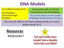 DNA Structure & Properties - OCR AS/A Level Biology