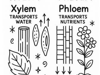 Worksheet on plant Vascular tissues