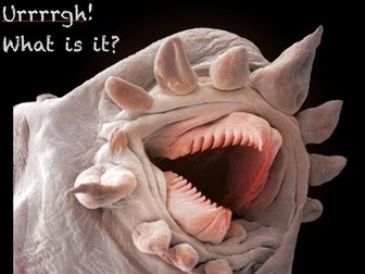 Electron Miscroscope Image Quiz