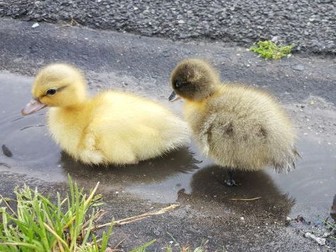Incubation Handbook - Chick or Duckling Hatching