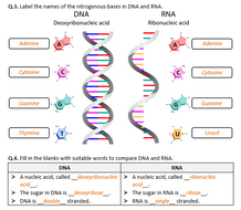 DNA and RNA - Worksheet | Distance Learning | Teaching Resources