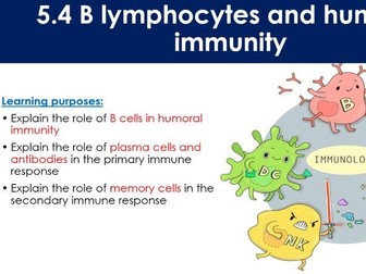 AQA A-level 5.4: B Lymphocytes and humoral immunity