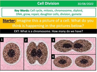 Cell Division