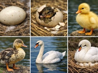 Life cycle of a duck- Playdough area resources