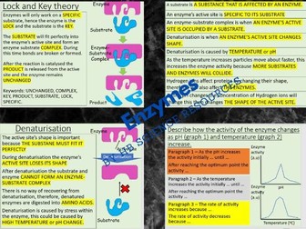 Enzymes