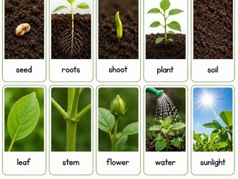 Plant Life Cycle Vocabulary Cards