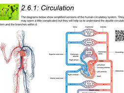 AQA GCSE Biology: Trilogy. Lesson 19 Blood vessels | Teaching Resources