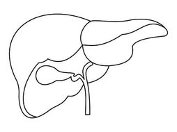 Life Size Digestive System Cutouts Teaching Resources