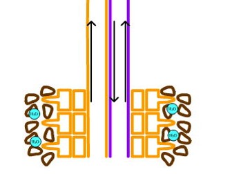 Transport in plants illustration
