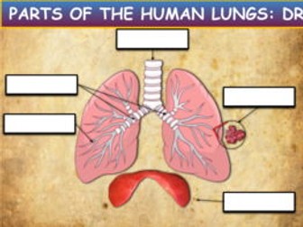 Parts Of The Human Lungs: Drag & Drop Worksheet: Google Slides. Powerpoint