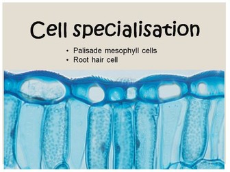 Plant cell specialisation