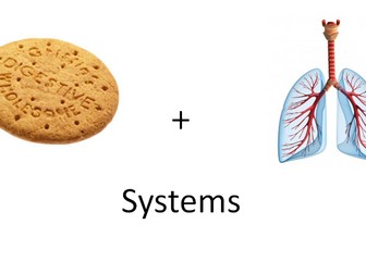 Digestive and respiratory systems