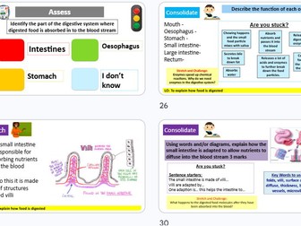 Digestion KS3 Science