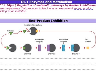 C1.1 Enzymes and Metabolism REVISION
