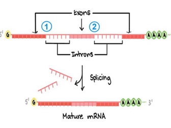 A Level Biology OCR  -Control of gene expression