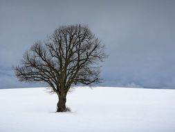 Winter Trees - Art Drawing - Line - 2017 update