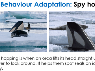 Animal Adaptations Antarctica