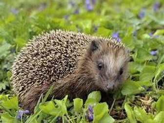 Hedgehog Ks1 French
