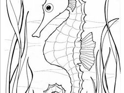 seahorse colouring page oceans  teaching resources