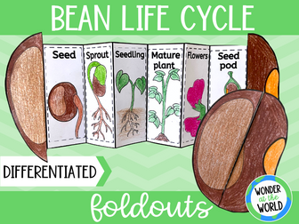 Life cycle of a bean plant foldable sequencing cut and paste activity KS1 KS2 science