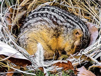 Edexcel (Salter Nuffield) Biology A Scientific Article 2025