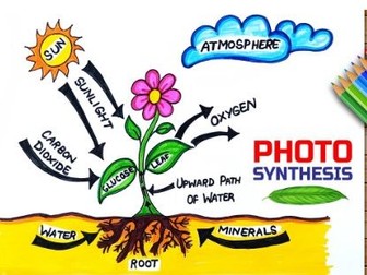 Year 9 Science Unit 1 Photosynthesis and Carbon cycle