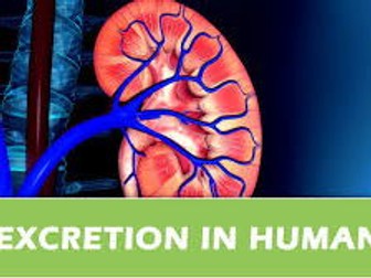 NEW OCR Biology A 5.2.1-5.2.8 Excretion Lessons