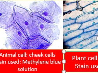 Plant Vs animal Cells