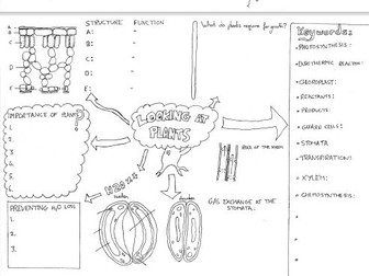 KS3 Science Biology Looking at Plants Doodle sheet
