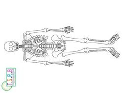 Life Size Skeleton Printable | Teaching Resources