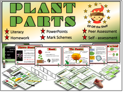 Plants - Anatomy of the Flowering Plant KS3 | Teaching Resources