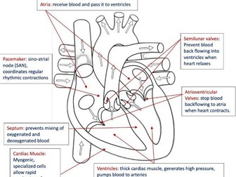 B3.2.15 Heart Structure REVISION
