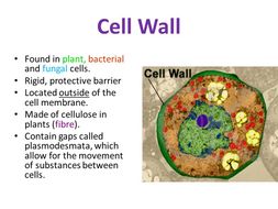 Eukaryotic Cells - OCR AS/A Level Biology | Teaching Resources