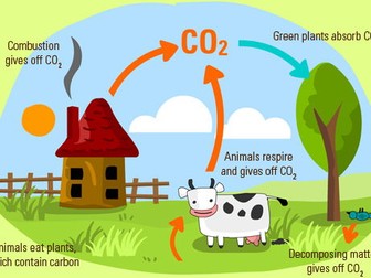 Carbon Cycle