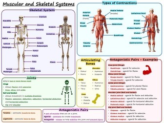 Knowledge organiser - muscles and bones
