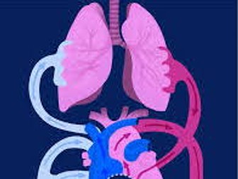 Cardio-respiratory system WHOLE UNIT