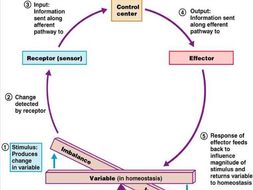 Negative Feedback | Teaching Resources