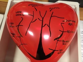 Structure and Function of the Heart (AS Level Biology AQA)