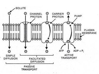 Transport Across cell membrane [Biology 9700]