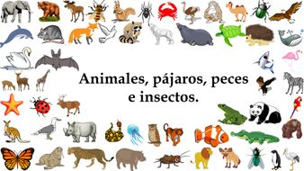 Distance Learning Special: Los animales salvajes (Nombres) -Minilesson ...